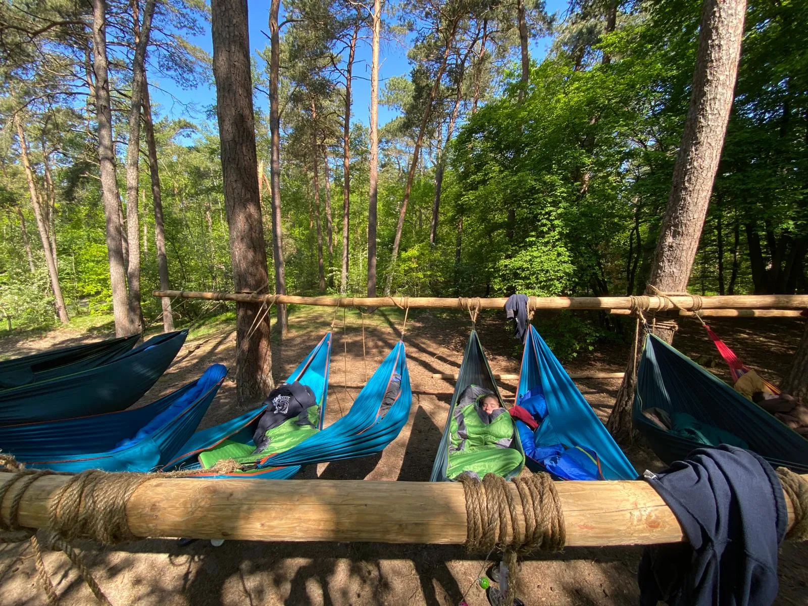 Rij blauwe hangmatten tussen de dennenbomen